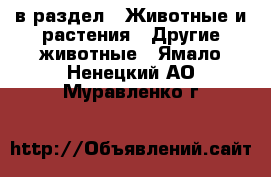  в раздел : Животные и растения » Другие животные . Ямало-Ненецкий АО,Муравленко г.